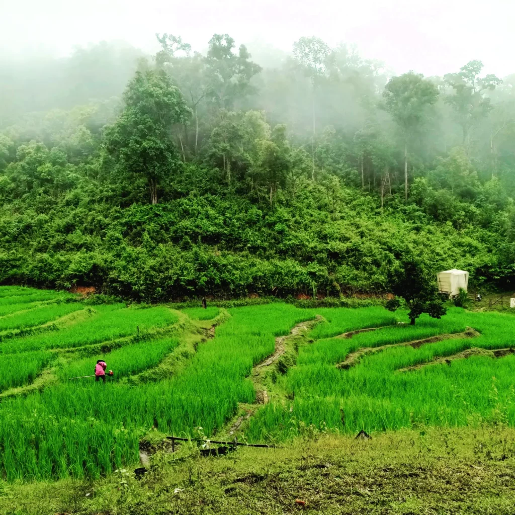Trekking et randonnées en voyage : les rizières du nord de la Thaïlande